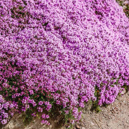 Creeping Thyme Homegrown Seeds🌱Easy to Plant and Grow Non-GMO Perennial Flower Premium Seeds🌺
