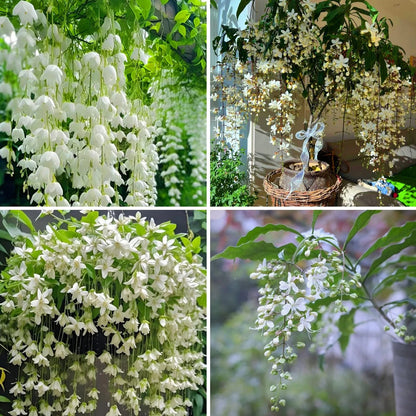 Tailing jasmine Seeds- brides veil💕