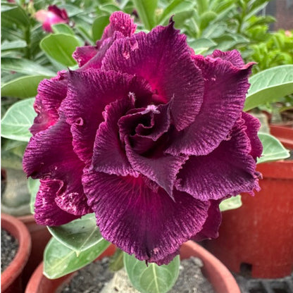 🌵🌹 Dive into Desert Beauty: Desert Rose Bulbs for Your Tranquil Haven!-Various Colors🌱Long Flowering Period 🏜️🌺