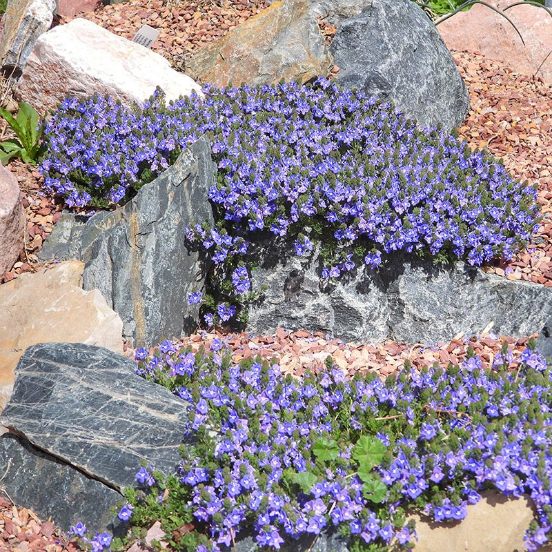 Blue Woolly Veronica