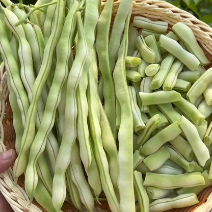High Yielding Kidney Beans