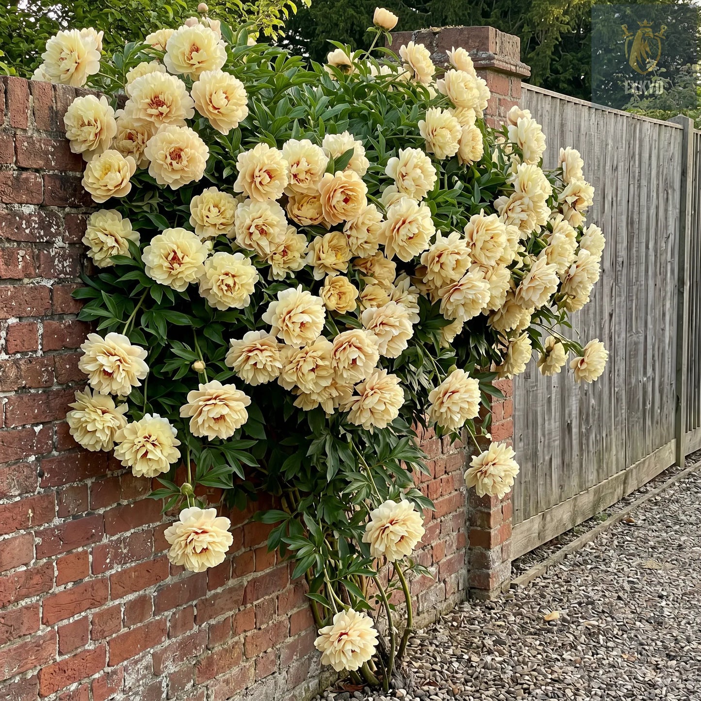 🌸 Rare Climbing Peony Bulbs🪴Big Full Blooms, Cold Hardy Perennial, Easy to Grow Garden Favorite