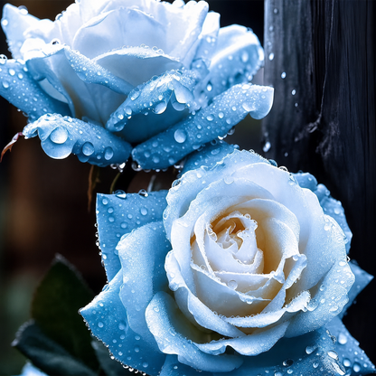 [BestSellerTop]Rare Twin Red White Rose Seeds (200/1000pcs) – Stunning Garden Blooms, Easy to Grow