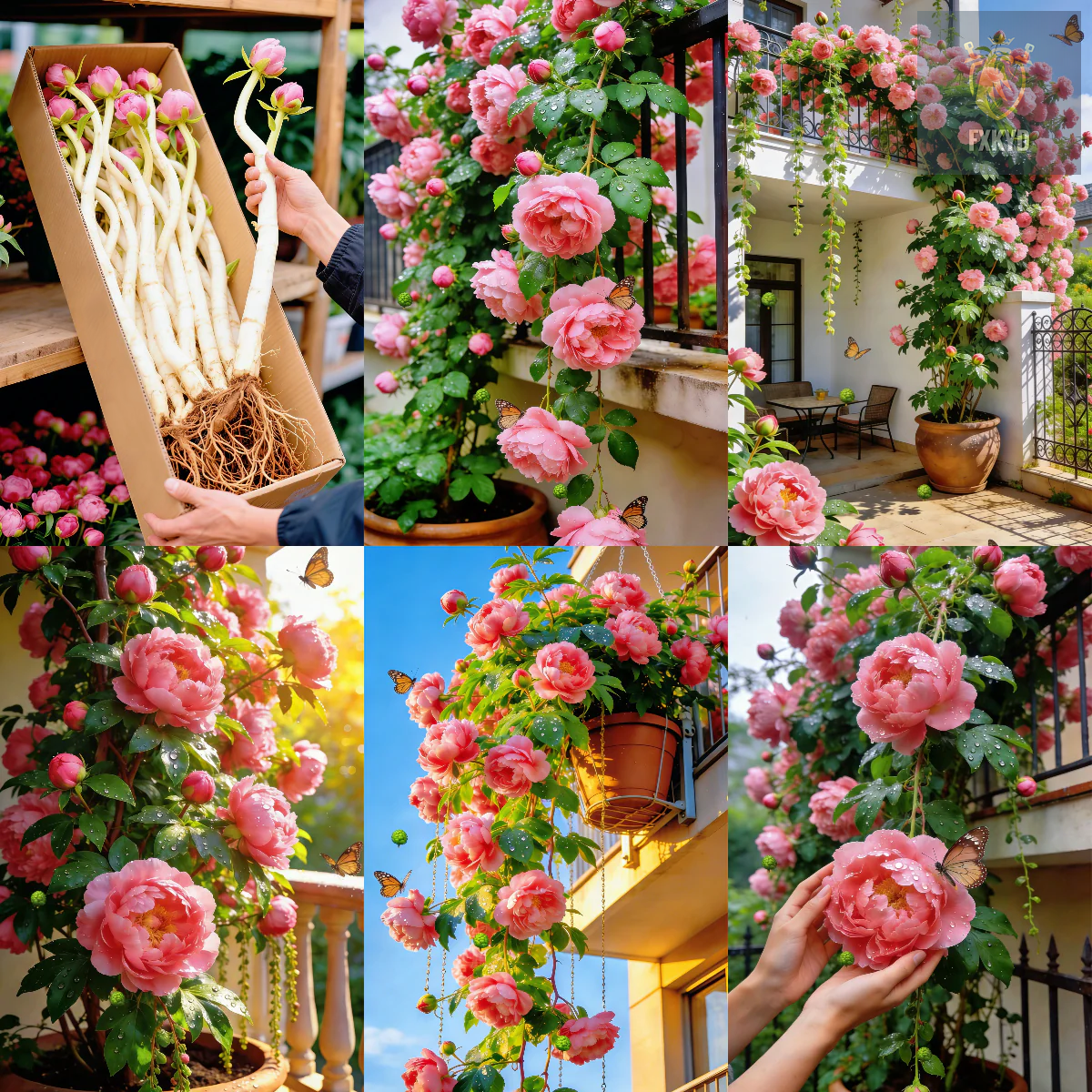 🌸 Rare Climbing Peony Bulbs🪴Big Full Blooms, Cold Hardy Perennial, Easy to Grow Garden Favorite