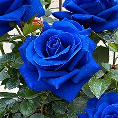 [BestSellerTop]Rare Twin Red White Rose Seeds (200/1000pcs) – Stunning Garden Blooms, Easy to Grow