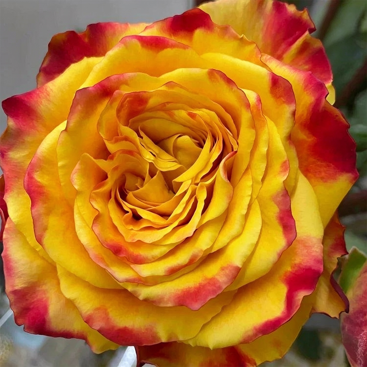 [BestSellerTop]Rare Twin Red White Rose Seeds (200/1000pcs) – Stunning Garden Blooms, Easy to Grow