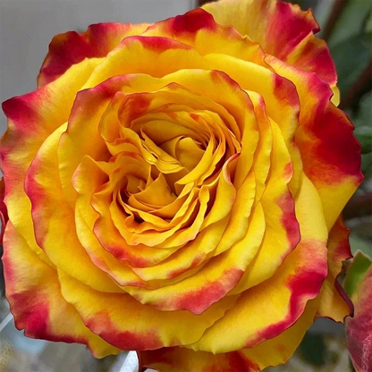 [BestSellerTop]Rare Twin Red White Rose Seeds (200/1000pcs) – Stunning Garden Blooms, Easy to Grow