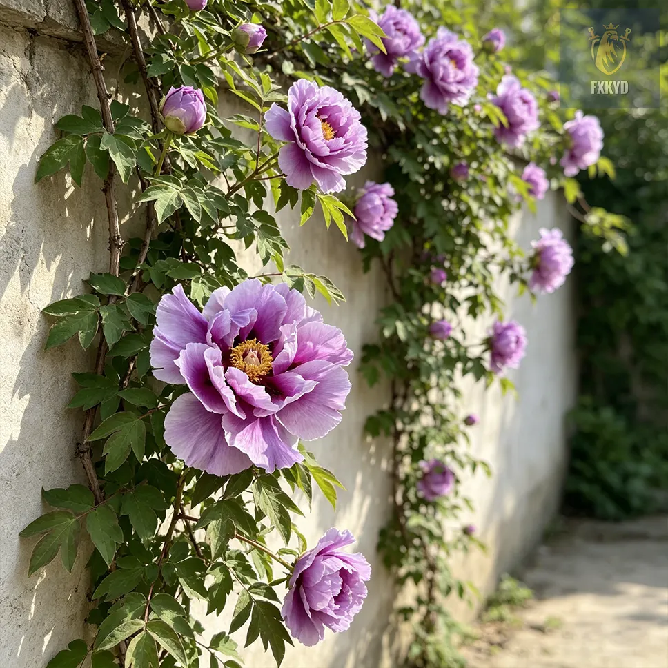 🌸 Rare Climbing Peony Bulbs🪴Big Full Blooms, Cold Hardy Perennial, Easy to Grow Garden Favorite