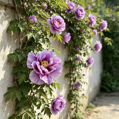 🌸 Rare Climbing Peony Bulbs🪴Big Full Blooms, Cold Hardy Perennial, Easy to Grow Garden Favorite