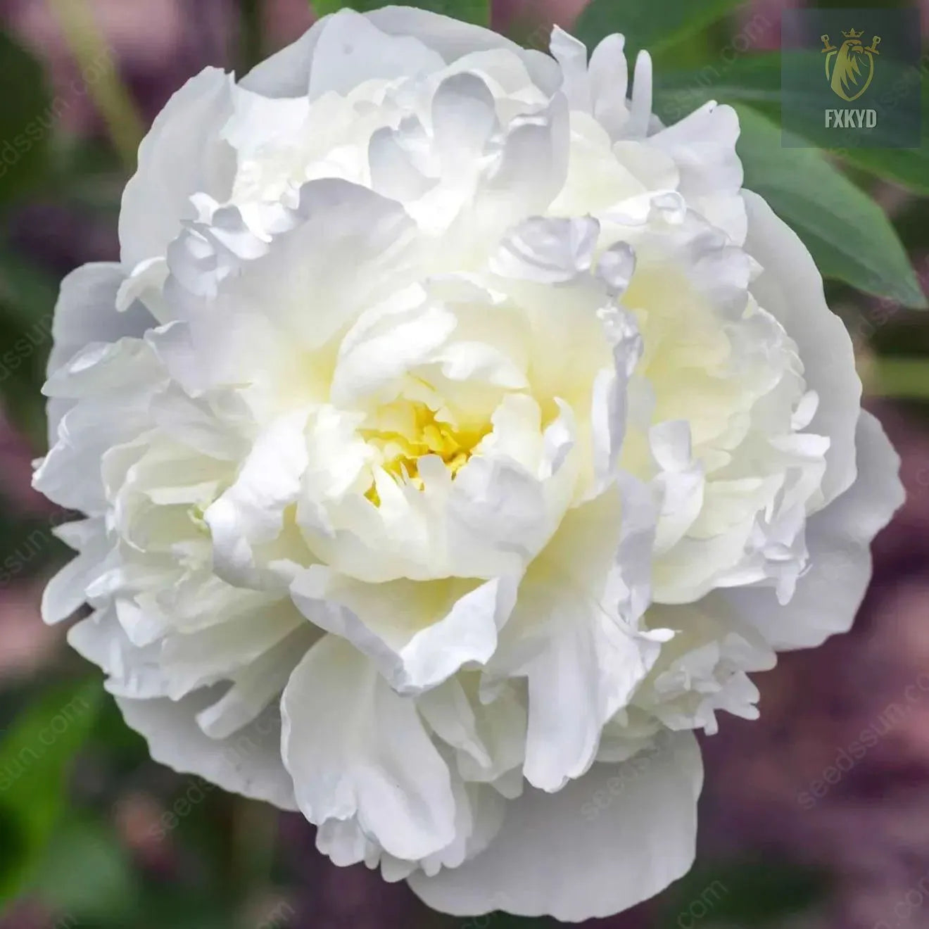 🌸 Rare Climbing Peony Bulbs🪴Big Full Blooms, Cold Hardy Perennial, Easy to Grow Garden Favorite