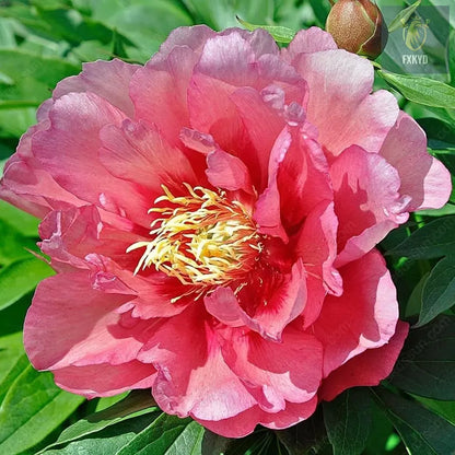 🌸 Rare Climbing Peony Bulbs🪴Big Full Blooms, Cold Hardy Perennial, Easy to Grow Garden Favorite