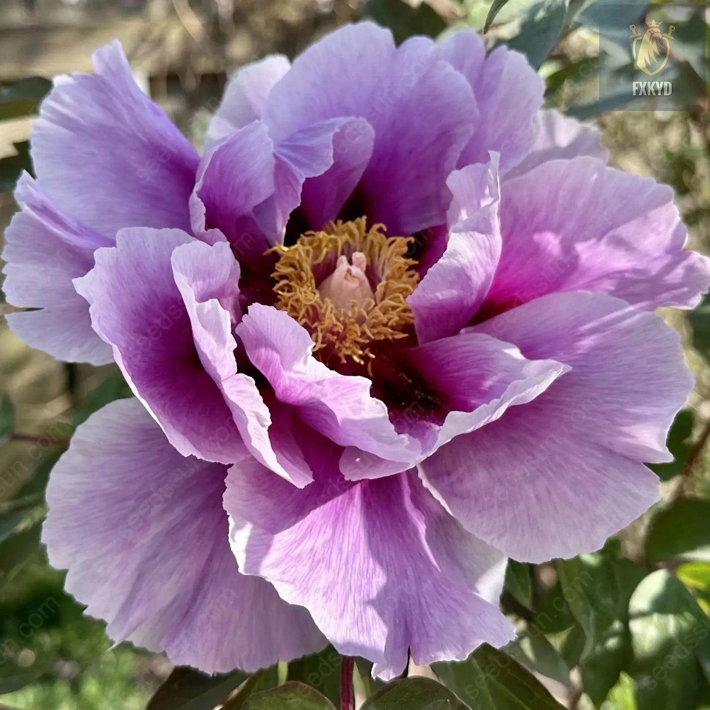 🌸 Rare Climbing Peony Bulbs🪴Big Full Blooms, Cold Hardy Perennial, Easy to Grow Garden Favorite