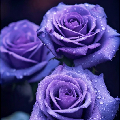 [BestSellerTop]Rare Twin Red White Rose Seeds (200/1000pcs) – Stunning Garden Blooms, Easy to Grow