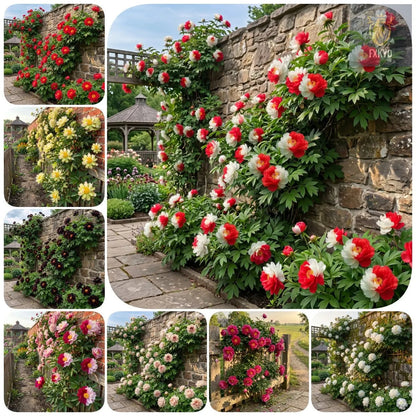 🌸 Rare Climbing Peony Bulbs🪴Big Full Blooms, Cold Hardy Perennial, Easy to Grow Garden Favorite
