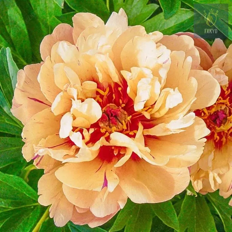 🌸 Rare Climbing Peony Bulbs🪴Big Full Blooms, Cold Hardy Perennial, Easy to Grow Garden Favorite