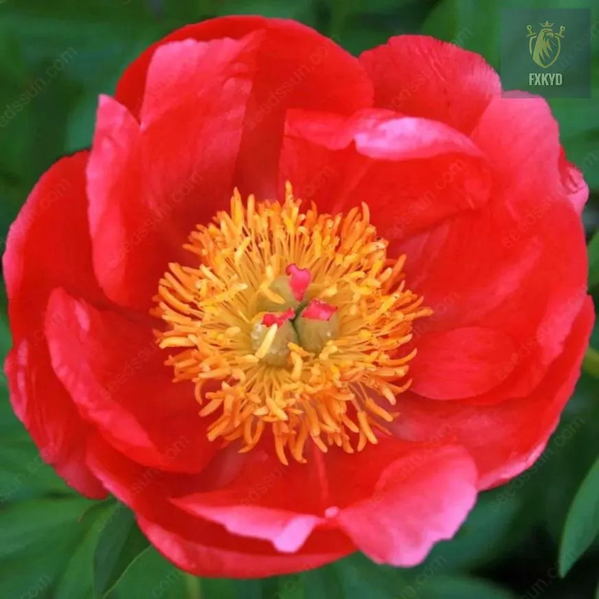🌸 Rare Climbing Peony Bulbs🪴Big Full Blooms, Cold Hardy Perennial, Easy to Grow Garden Favorite