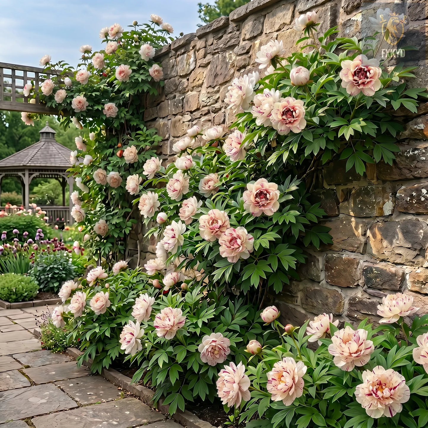 🌸 Rare Climbing Peony Bulbs🪴Big Full Blooms, Cold Hardy Perennial, Easy to Grow Garden Favorite