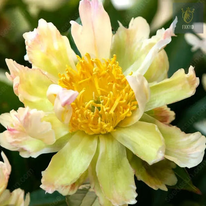 🌸 Rare Climbing Peony Bulbs🪴Big Full Blooms, Cold Hardy Perennial, Easy to Grow Garden Favorite