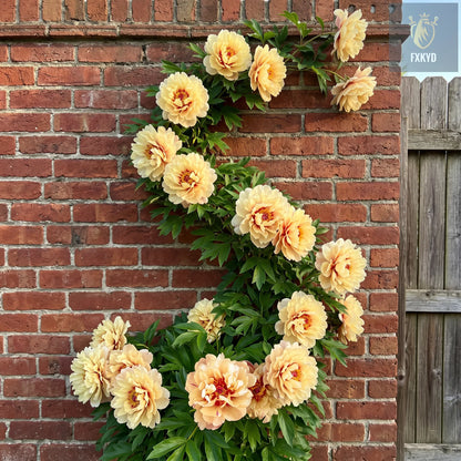 🌸 Rare Climbing Peony Bulbs🪴Big Full Blooms, Cold Hardy Perennial, Easy to Grow Garden Favorite