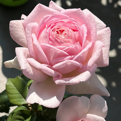 [BestSellerTop]Rare Twin Red White Rose Seeds (200/1000pcs) – Stunning Garden Blooms, Easy to Grow