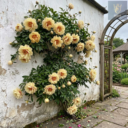 🌸 Rare Climbing Peony Bulbs🪴Big Full Blooms, Cold Hardy Perennial, Easy to Grow Garden Favorite
