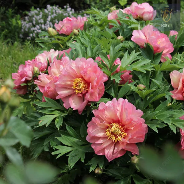 🌸 Rare Climbing Peony Bulbs🪴Big Full Blooms, Cold Hardy Perennial, Easy to Grow Garden Favorite