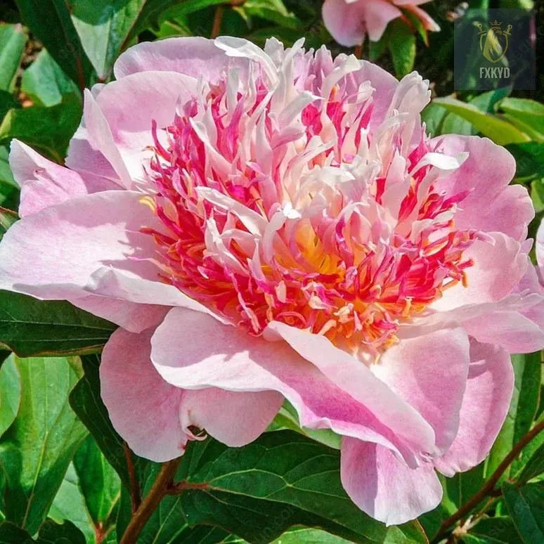 🌸 Rare Climbing Peony Bulbs🪴Big Full Blooms, Cold Hardy Perennial, Easy to Grow Garden Favorite