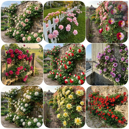 🌸 Rare Climbing Peony Bulbs🪴Big Full Blooms, Cold Hardy Perennial, Easy to Grow Garden Favorite