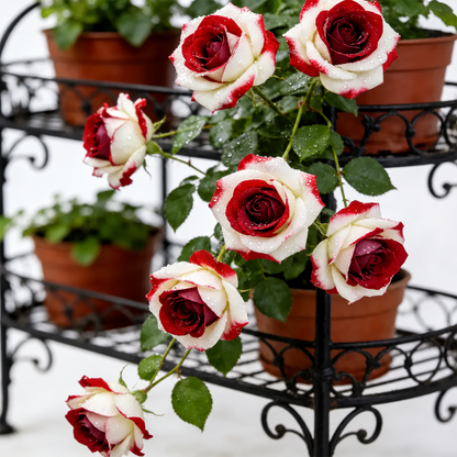 [BestSellerTop]Rare Twin Red White Rose Seeds (200/1000pcs) – Stunning Garden Blooms, Easy to Grow