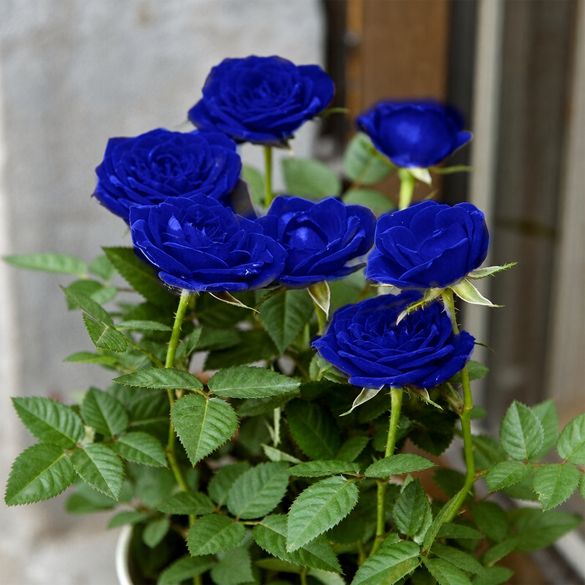 [BestSellerTop]Rare Twin Red White Rose Seeds (200/1000pcs) – Stunning Garden Blooms, Easy to Grow