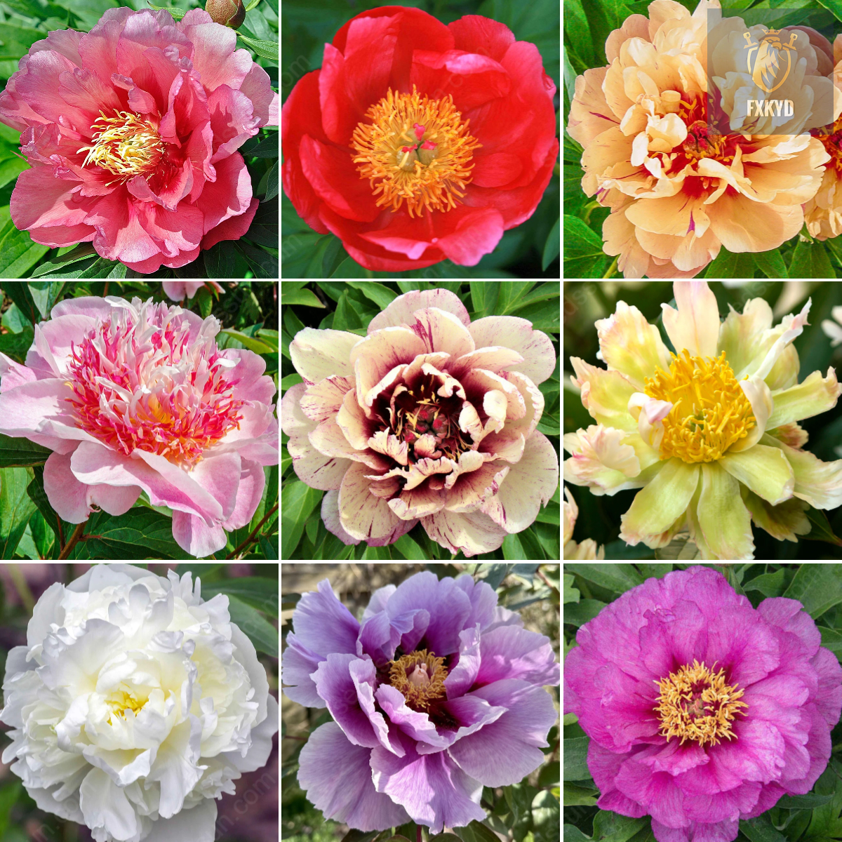 🌸 Rare Climbing Peony Bulbs🪴Big Full Blooms, Cold Hardy Perennial, Easy to Grow Garden Favorite