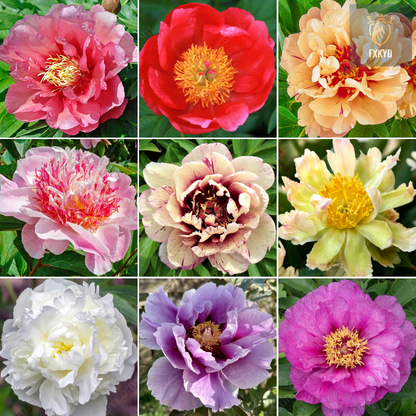 🌸 Rare Climbing Peony Bulbs🪴Big Full Blooms, Cold Hardy Perennial, Easy to Grow Garden Favorite