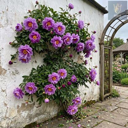 🌸 Rare Climbing Peony Bulbs🪴Big Full Blooms, Cold Hardy Perennial, Easy to Grow Garden Favorite