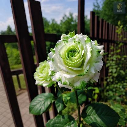 [BestSellerTop]Rare Twin Red White Rose Seeds (200/1000pcs) – Stunning Garden Blooms, Easy to Grow