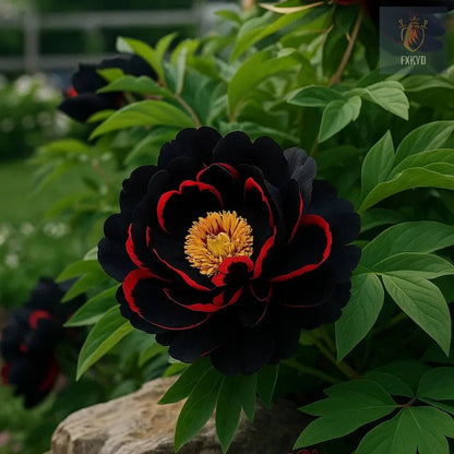 🌸 Rare Climbing Peony Bulbs🪴Big Full Blooms, Cold Hardy Perennial, Easy to Grow Garden Favorite