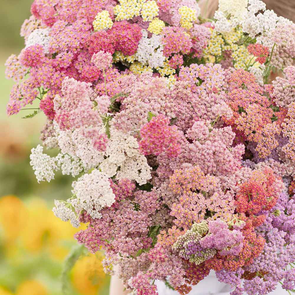 Yarrow Seeds - Colorado Mix
